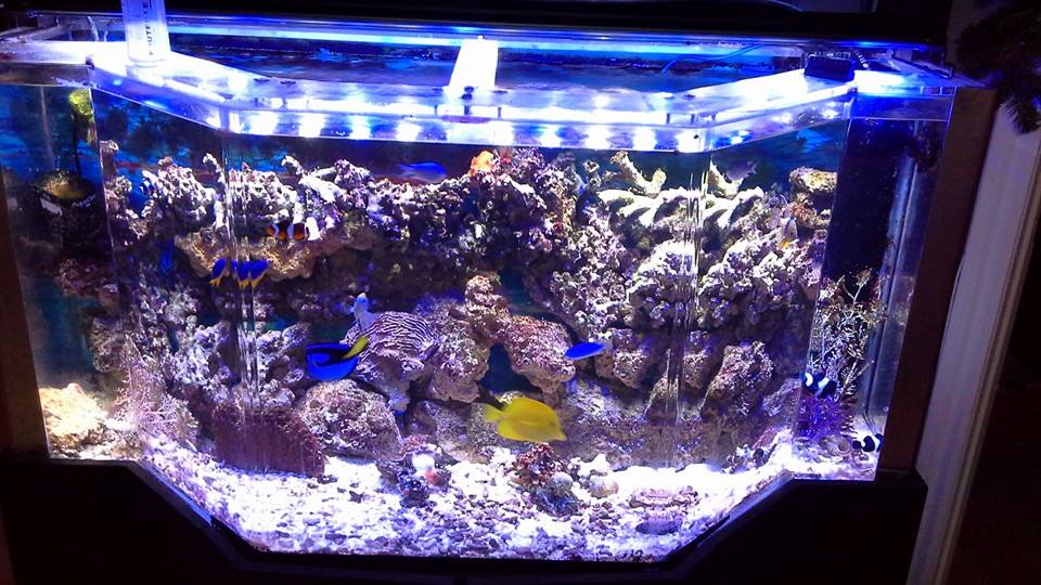 voici mon aquariums 130 gallons 15137611