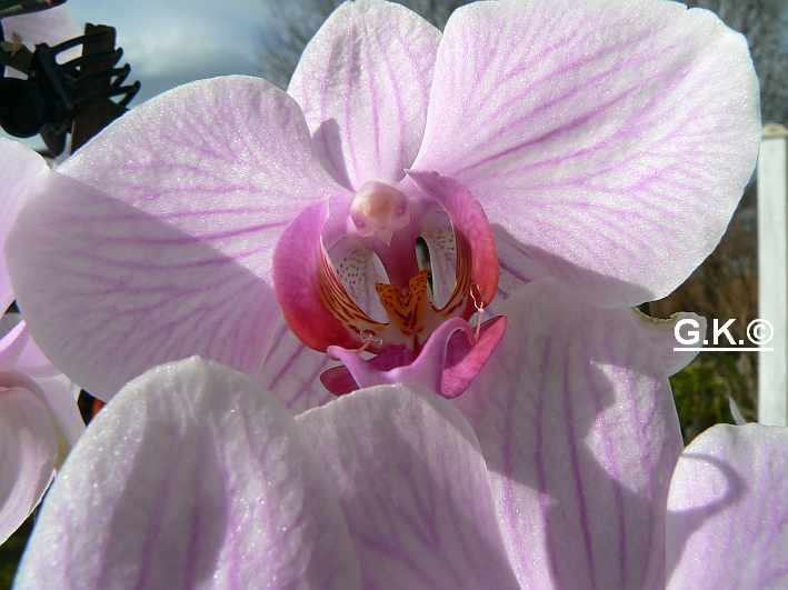 6 Orchideen, aber welche und wie pflege ich sie?? Orchid13
