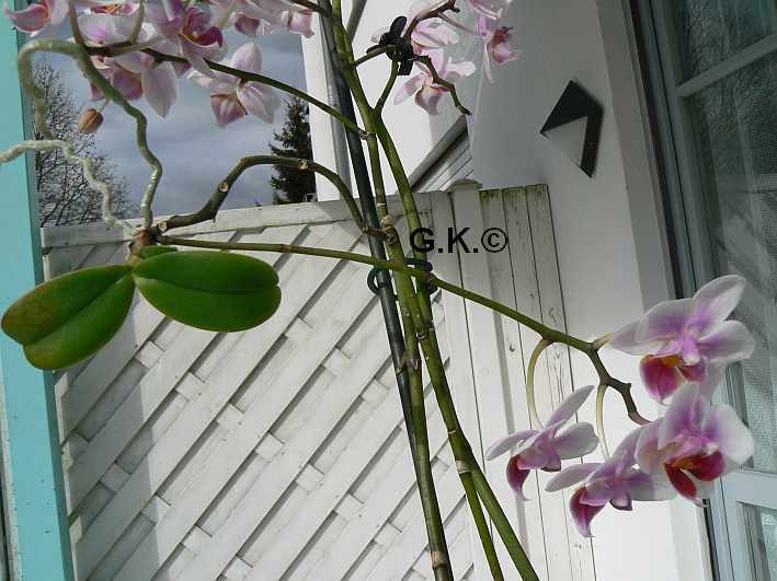 6 Orchideen, aber welche und wie pflege ich sie?? Orchid15