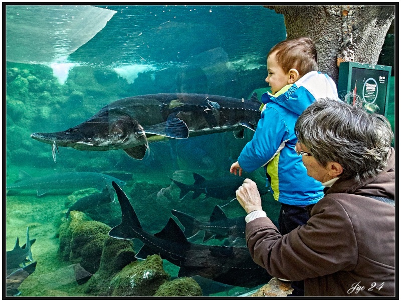 L'aquarium du Bugue en Périgord. 410