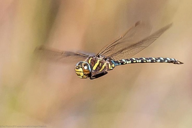Female Dragonflies Fake Death to Avoid Males Harassing Them for Sex 696aee10