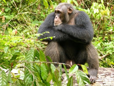 Male chimpanzees reduce aggression when social relationships in their group are unstable Eaa44810