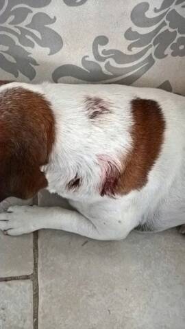 Chien Mordu Par Un Chien
