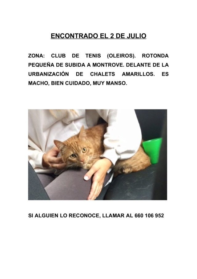 Gato encontrado en Oleiros, montrove 556210