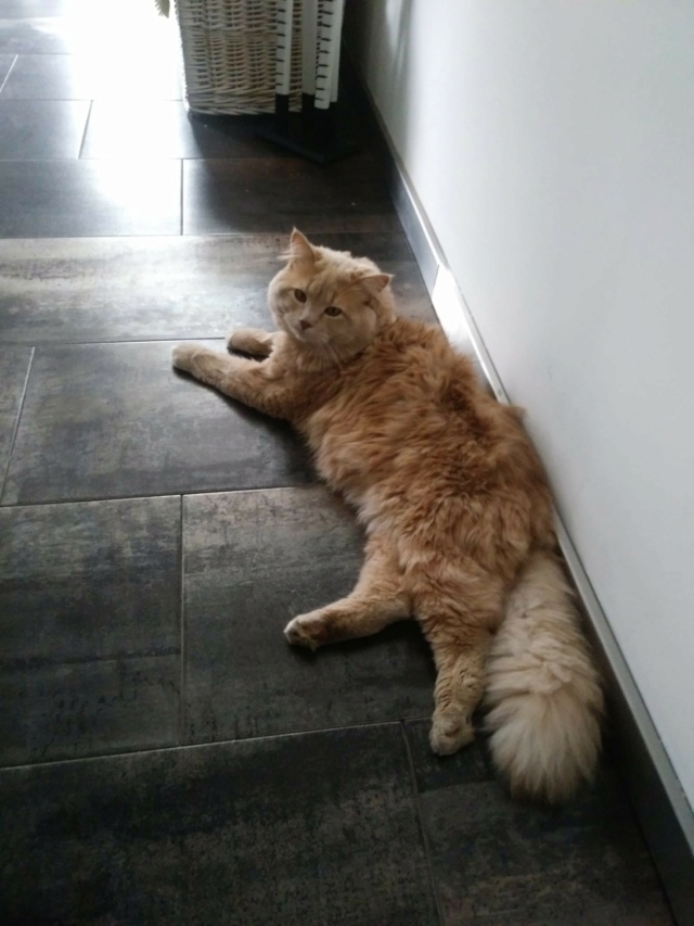 Gato Siberiano perdido en Rúa Amil, Cambre. Ya está en su casa! 6a68cc10