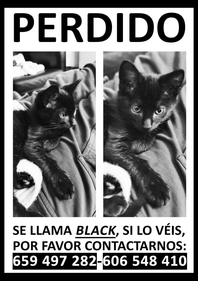 Gatito perdido en Cambre  Black_10