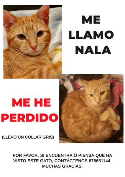 Gato perdido Oleiros Cartel15