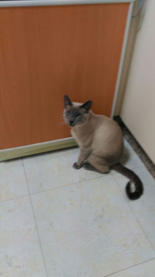 Gato cruce Siames perdido calles Villa de Negreira y Pascual Veiga. Apareció! Celu_210