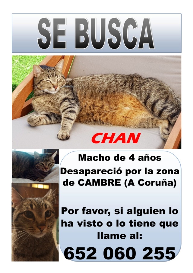 Gato perdido en Cambre Chanqu10
