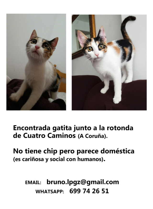 Gata casera encontrada rotonda Cuatro Caminos  Gatita20