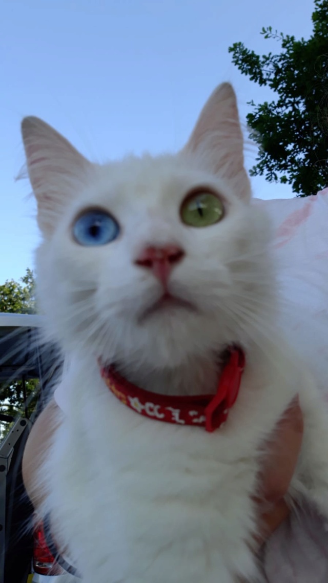 Gato/a blanco/a de pelo largo aparecido en Mondego Gatito15