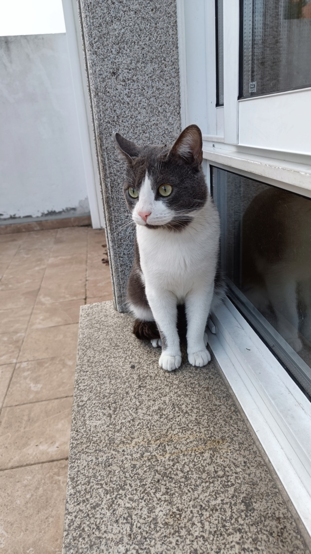 Gato casero encontrado zona Santa Gema Gato210