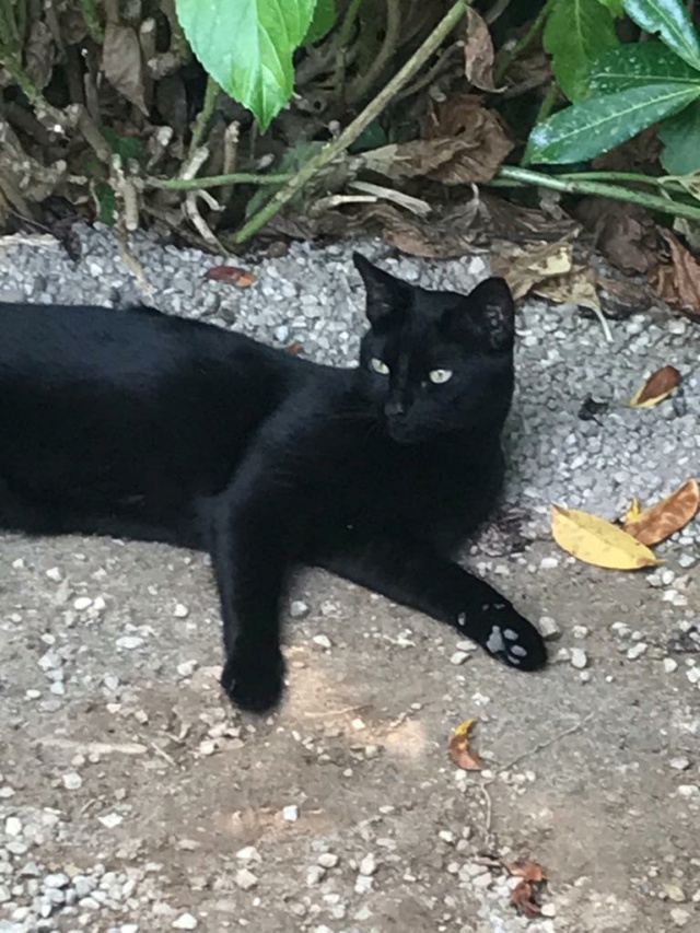 Gata negra perdida cerca estación de Cambre Img-2071