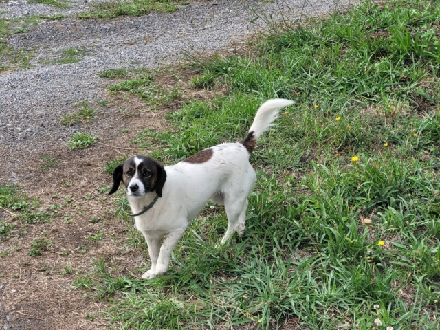 Perro perdido o abandonado  Img-2158