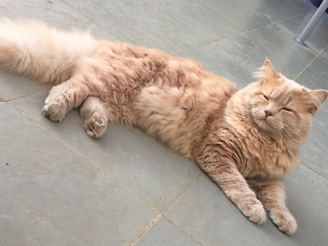 Gato Siberiano perdido en Rúa Amil, Cambre. Ya está en su casa! Img_0411