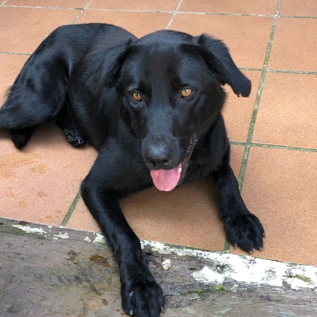 Labrador negro encontrado en La Zapateira Img_2020