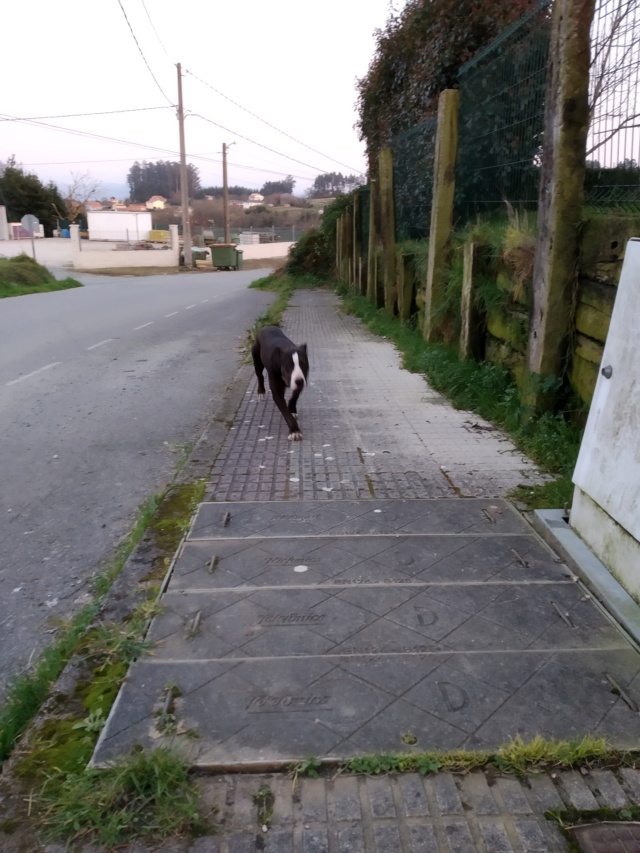 Perro encontrado en Vilar, Sada Img_2073