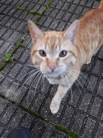 Gato casero rubio encontrado en Guisamo Rufo10