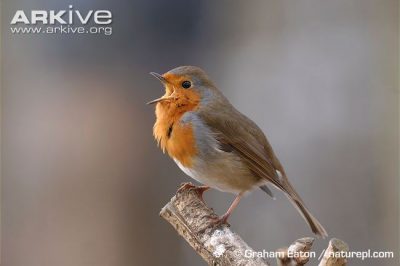 robin-10.jpg