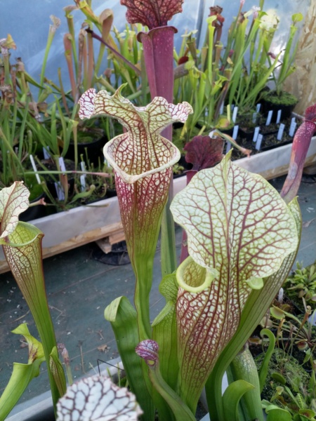 Mes Sarracenia en 2019 - Page 3 Img_2113
