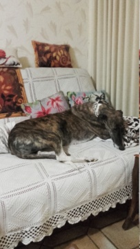Gaviota ,petite galga toute douce Adoptée 2018_110