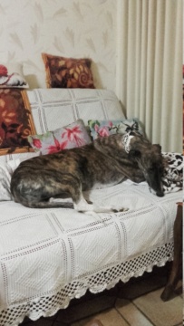 Gaviota ,petite galga toute douce Adoptée  2018_110