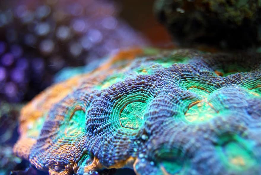 الشعب المرجانية Coral-15
