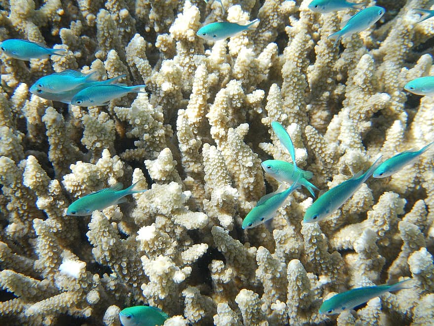 الشعب المرجانية Fish-c11