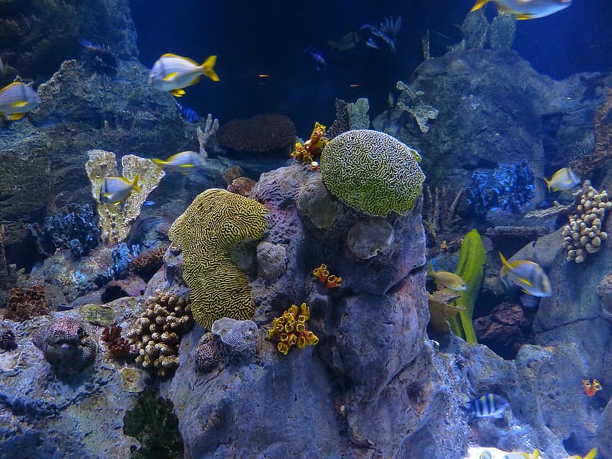 الشعب المرجانية Reef-c12