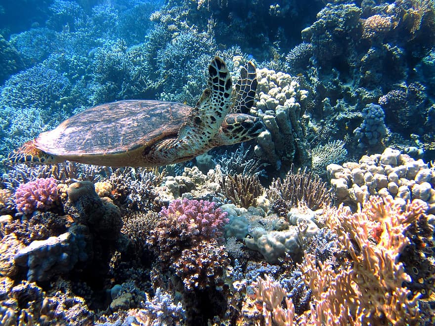 الشعب المرجانية Turtle10