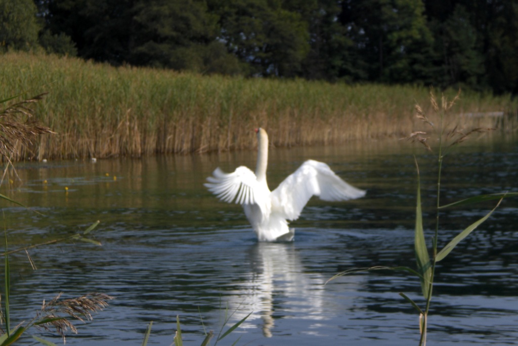 Cosimas Tier-Fotos Schwan16