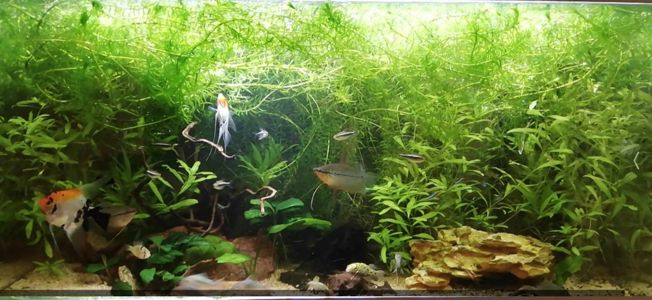 Développement lent et détérioration de mes plantes 310