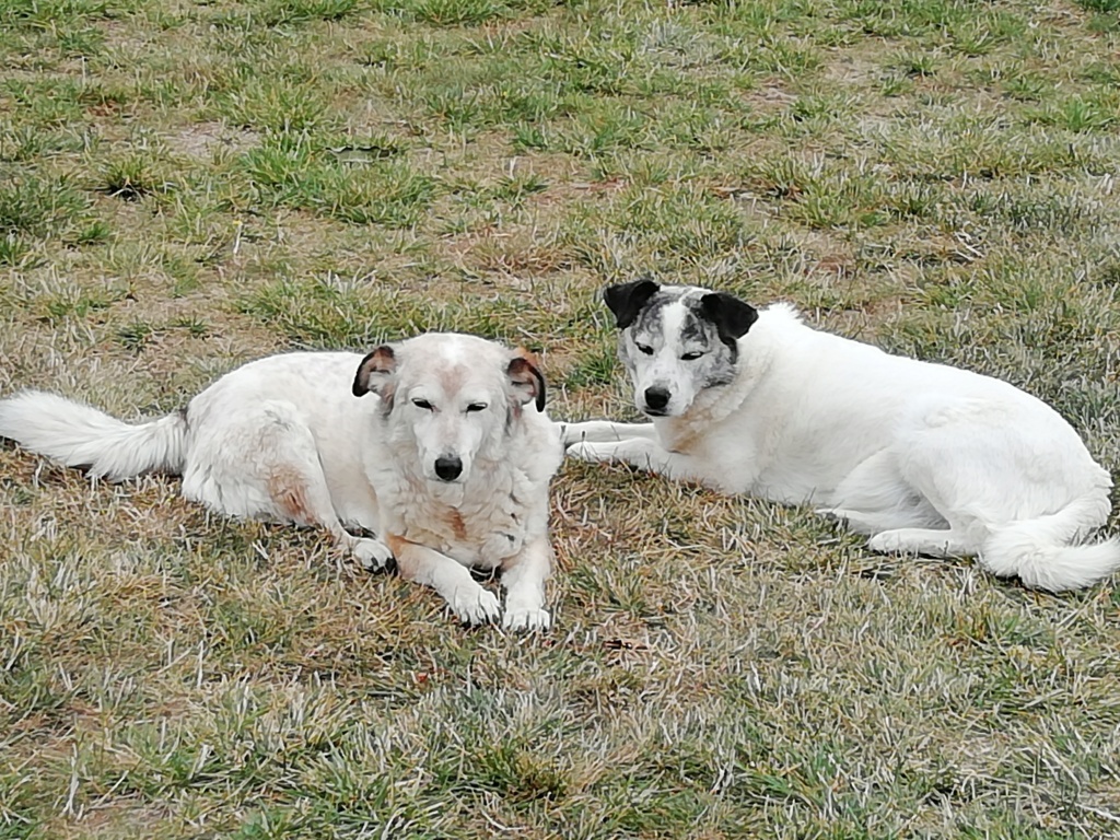 POOKY, mâle, croisé, né environ environ mai 2012, taille petite à moyenne (Pascani) - PLUS DE TROIS ANS DE CAPTIVITE - REMEMBER ME LAND. Adopté par Marylene (depart28) - Page 23 Img_2121