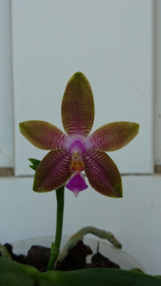 Phalaenopsis Penang Girl x Luedde-violacea  Dsc_0012