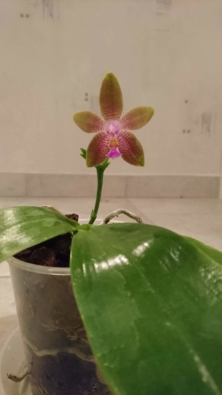 Phalaenopsis Penang Girl x Luedde-violacea  Dsc_0112