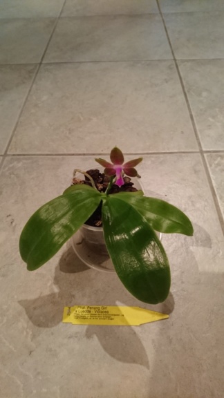 Phalaenopsis Penang Girl x Luedde-violacea  Dsc_0113