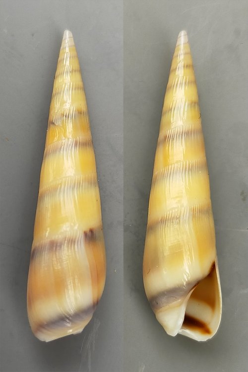 Hastula aciculina - (Lamarck, 1822) Acicul10