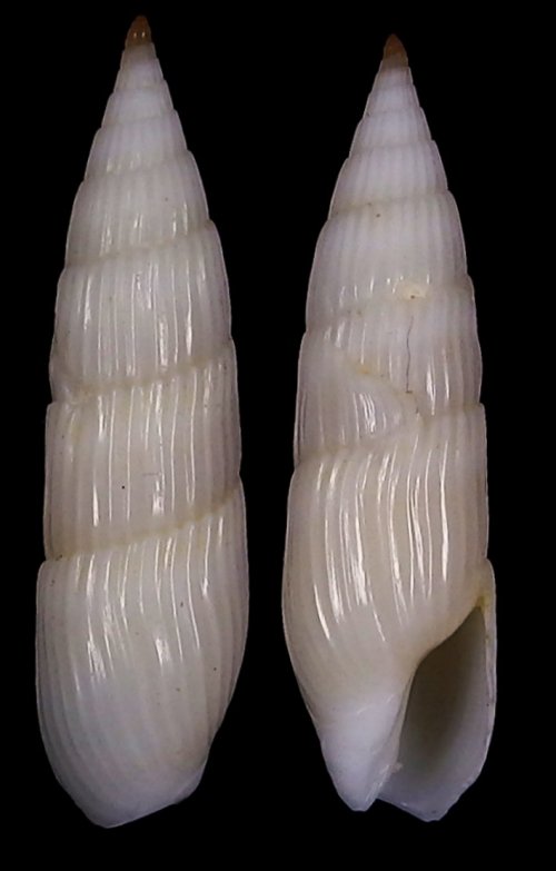 Hastula albula (Menke, 1843)  Albula13
