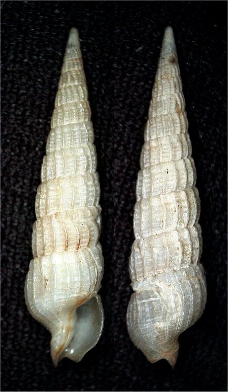 Neoterebra larvaeformis (Hinds, 1844) Berryi10