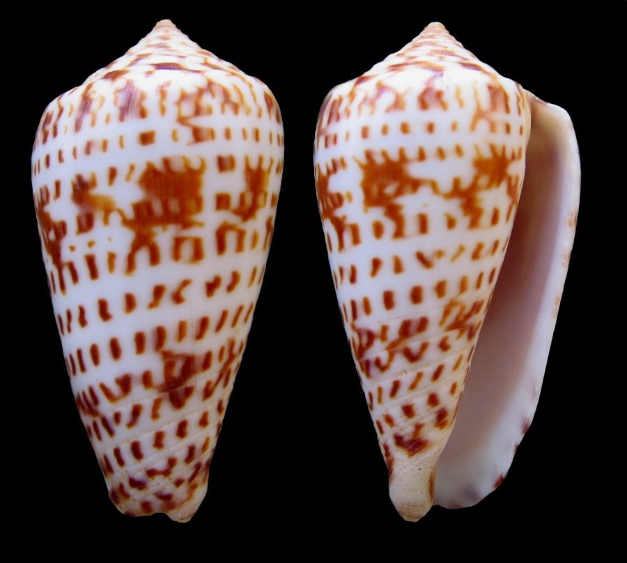Conus (Phasmoconus) jickelii   Weinkauff, 1873 Jickel10