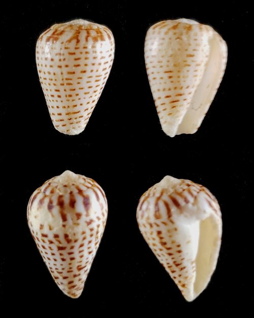 Cones de l'Angola Microp11