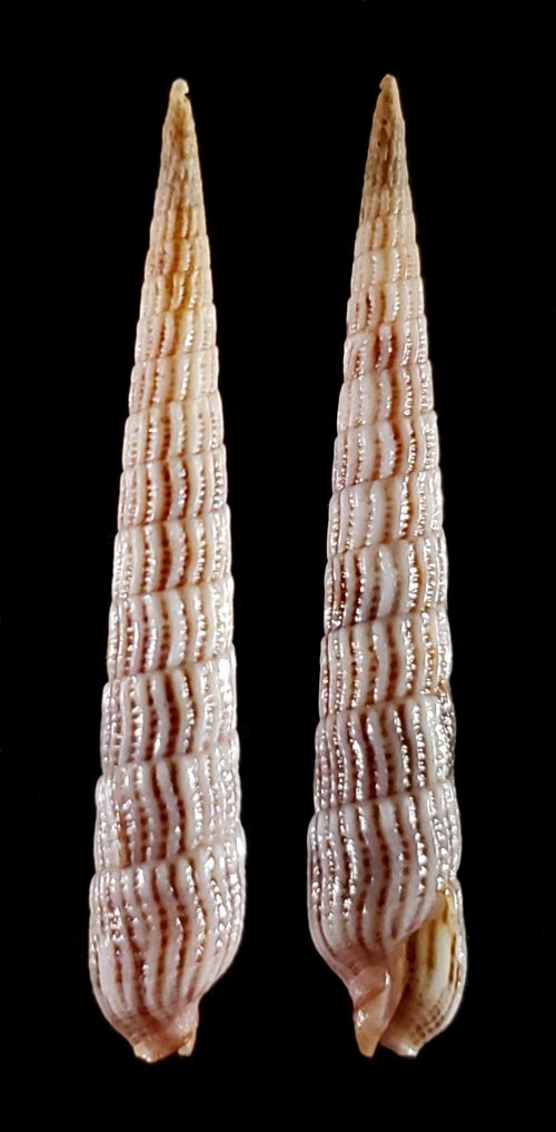 Myurellopsis kilburni (R. D. Burch, 1965) Purpur13