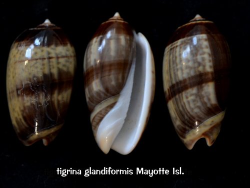 Carmione_tigrina_f.glandiformis (Marrat, 1871) voir Carmione_tigrina (Lamarck, 1811) Tigrin18