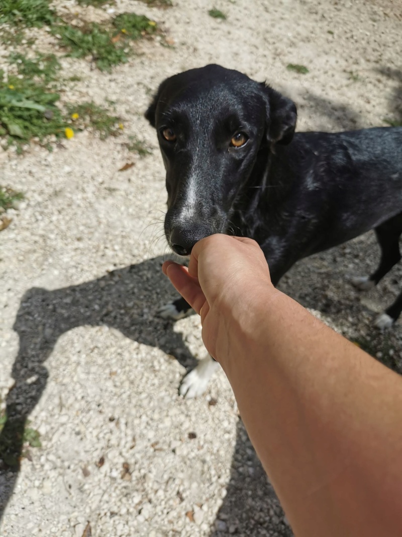 LILA - CROISEE GALGO - ACTUELLEMENT DANS LE DPT 89 10954210