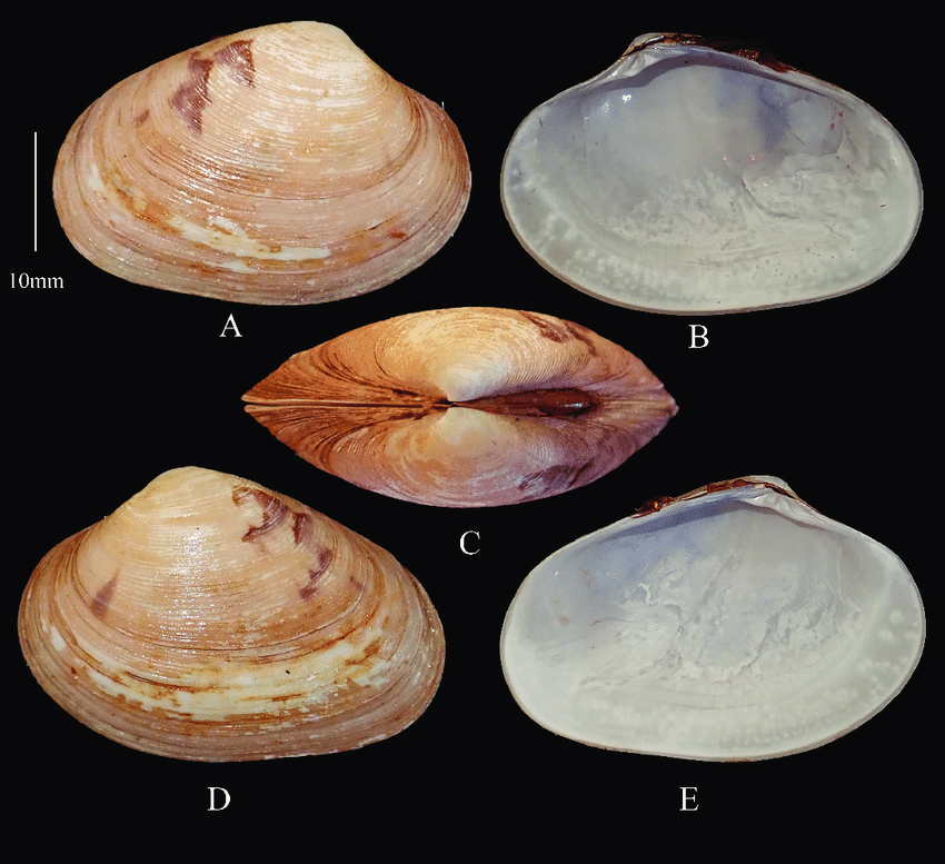 Veneridae Marcia recens (Holten, 1802) 0112