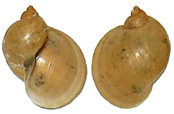 Radix auricularia (Linnaeus, 1758) 031f210