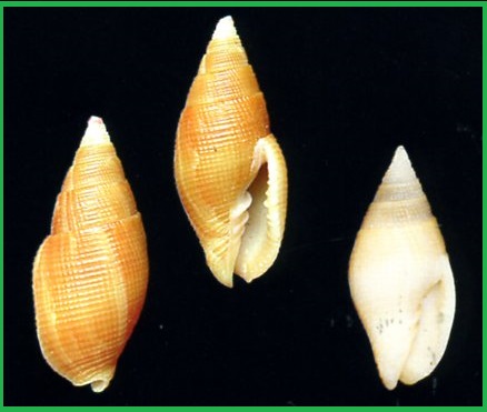 Nebularia_pellisserpentis (Reeve_1844) 38769410