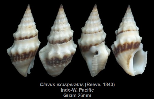 Clavus_exasperatus Clav110