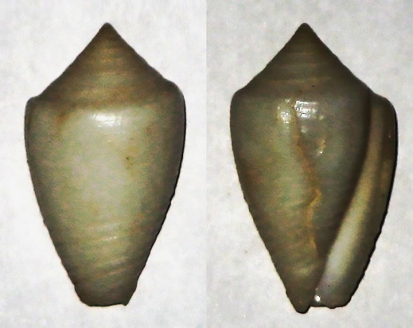 Conasprella (Ximeniconus) puncticulata columba (Hwass in Bruguière, 1792) Conasp10