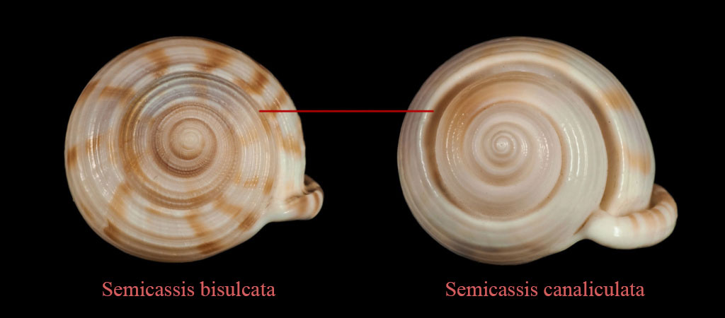 Semicassis canaliculata - (Bruguière, 1792) Diff0111